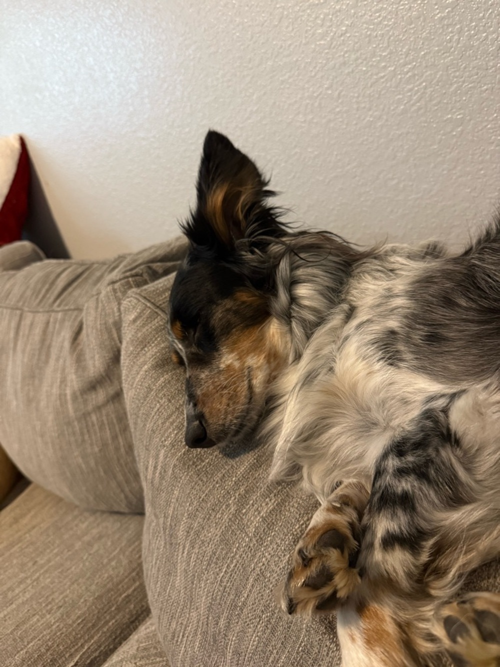 Free Dog Hairs - Picture 3 of 5